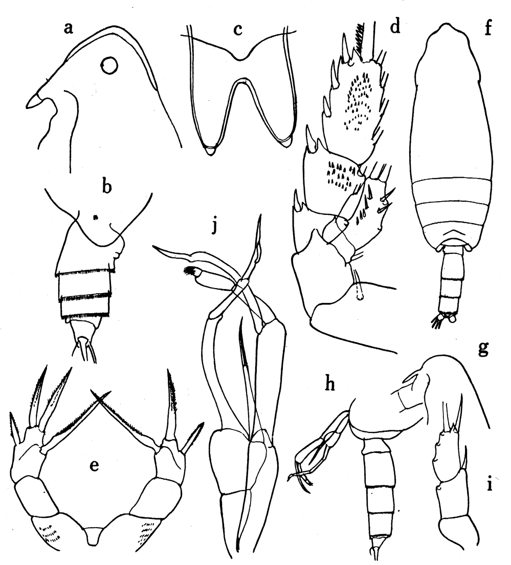 Species Lophothrix frontalis - Plate 21 of morphological figures