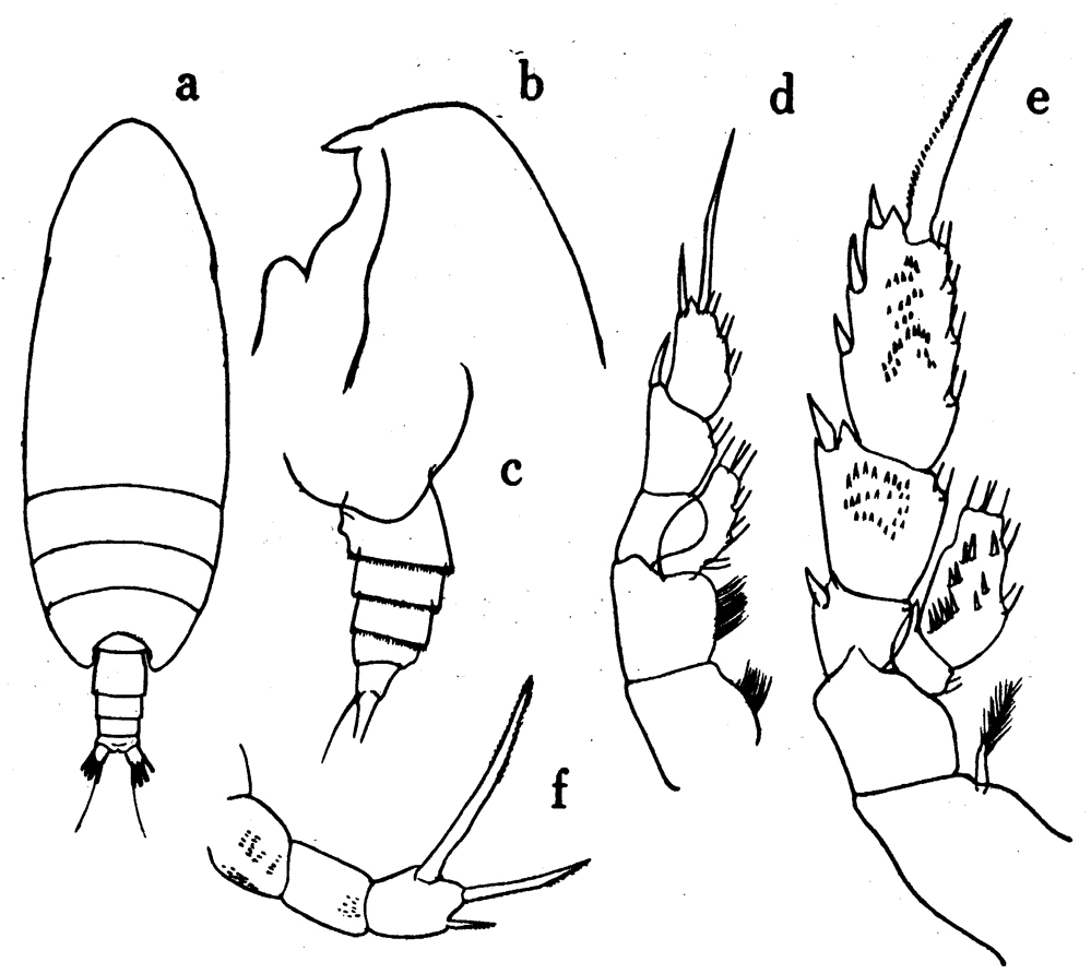 Species Lophothrix humilifrons - Plate 5 of morphological figures