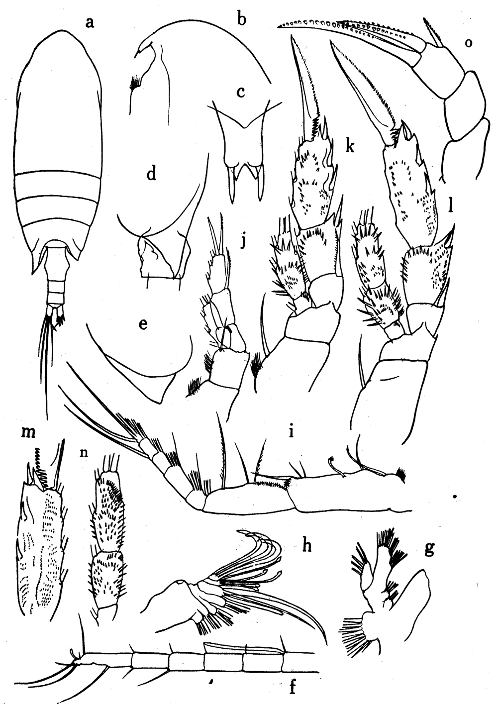 Espèce Undinothrix spinosa - Planche 1 de figures morphologiques
