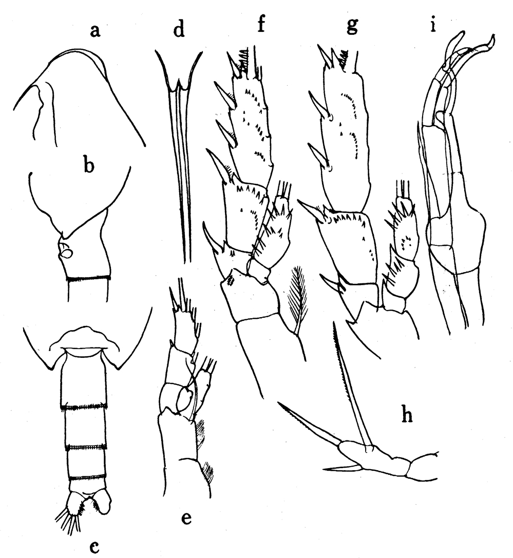 Espèce Scaphocalanus magnus - Planche 17 de figures morphologiques