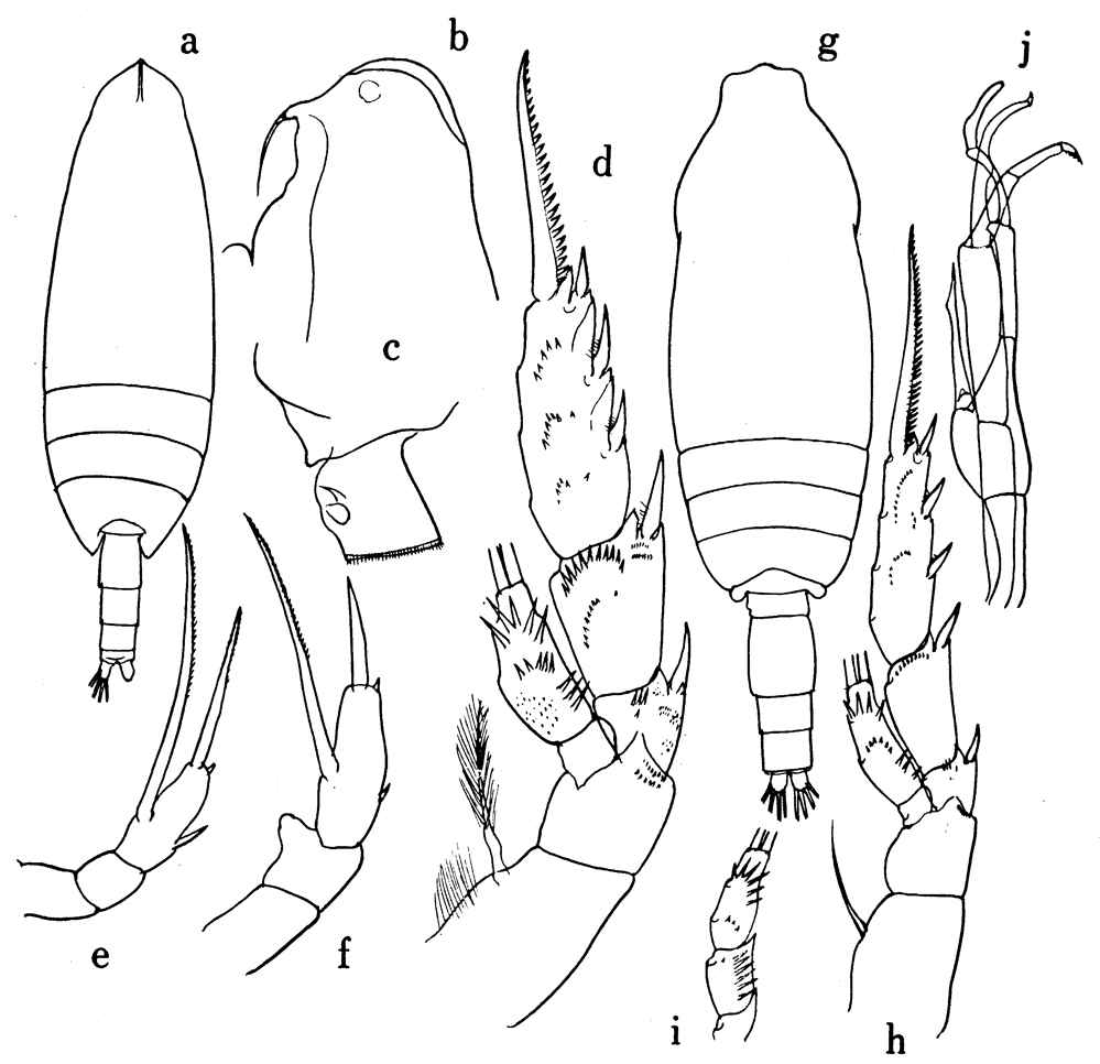 Species Scaphocalanus affinis - Plate 8 of morphological figures
