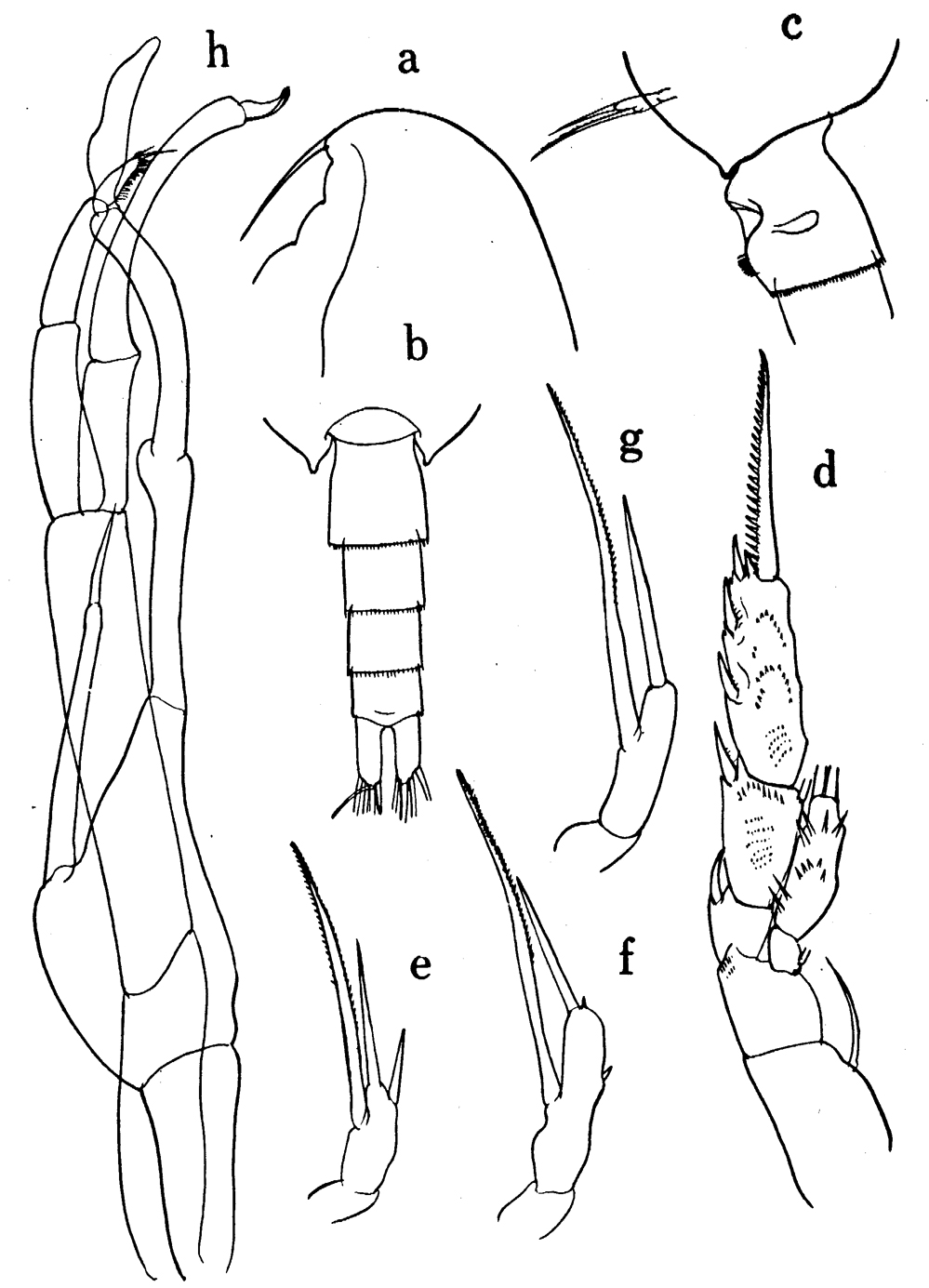Species Scaphocalanus elongatus - Plate 6 of morphological figures