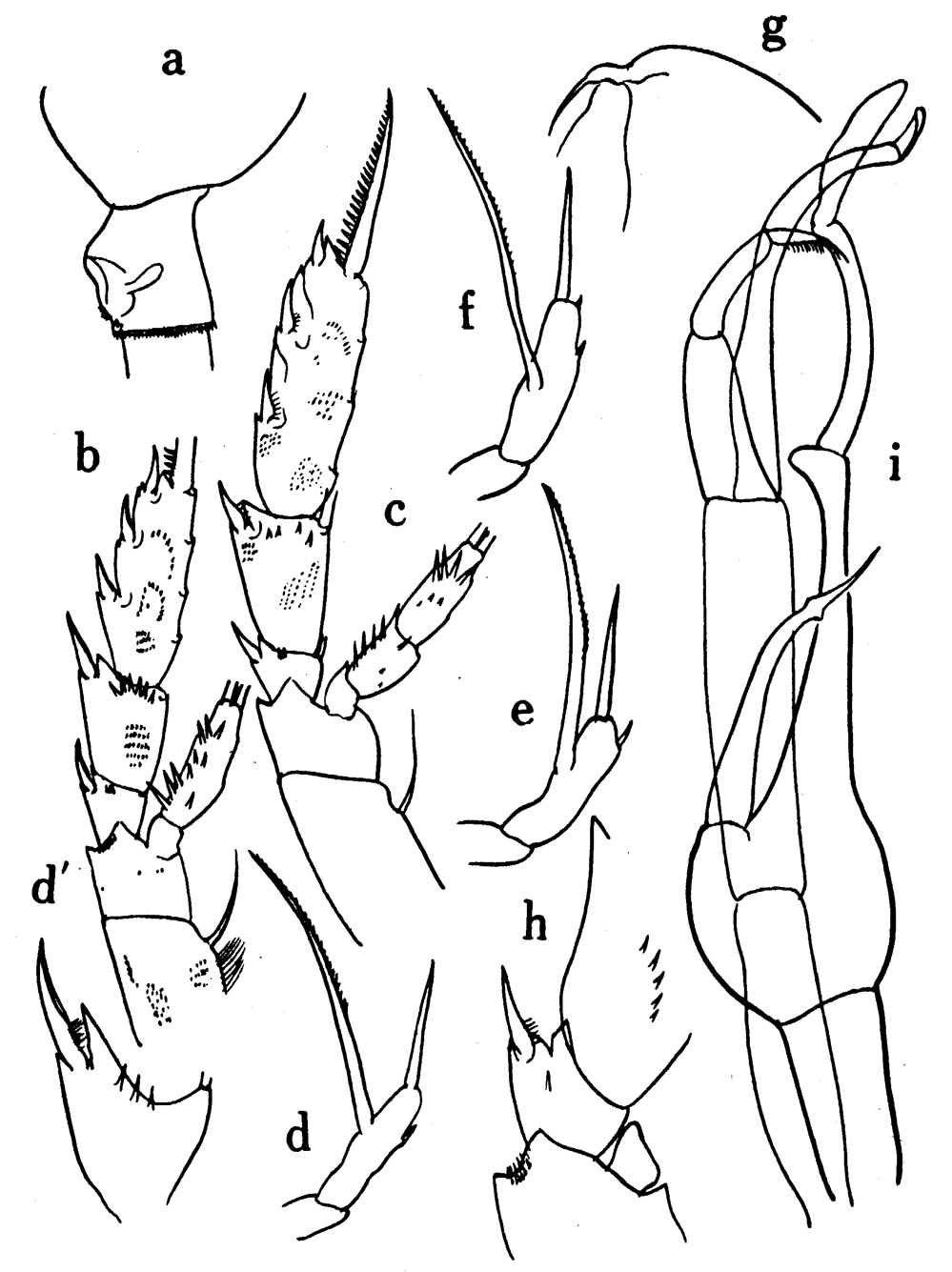 Species Scaphocalanus major - Plate 6 of morphological figures
