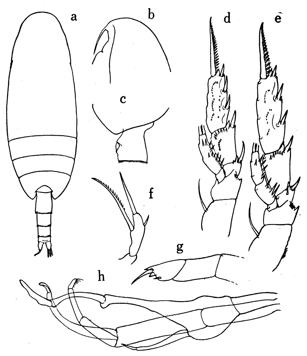 Species Scaphocalanus farrani - Plate 14 of morphological figures
