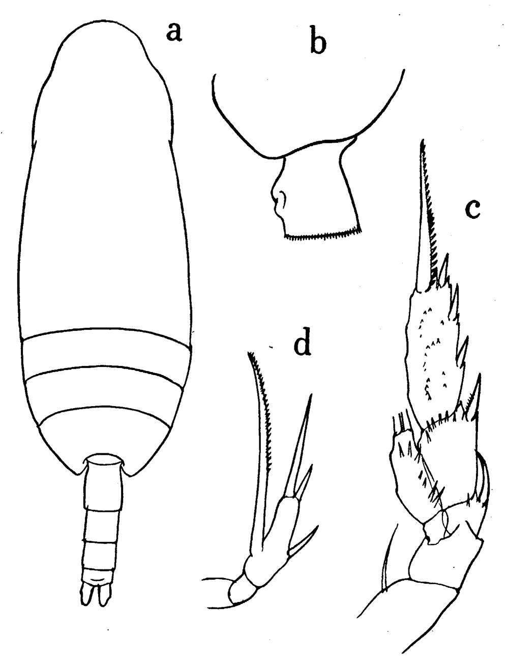 Espèce Scaphocalanus impar - Planche 1 de figures morphologiques
