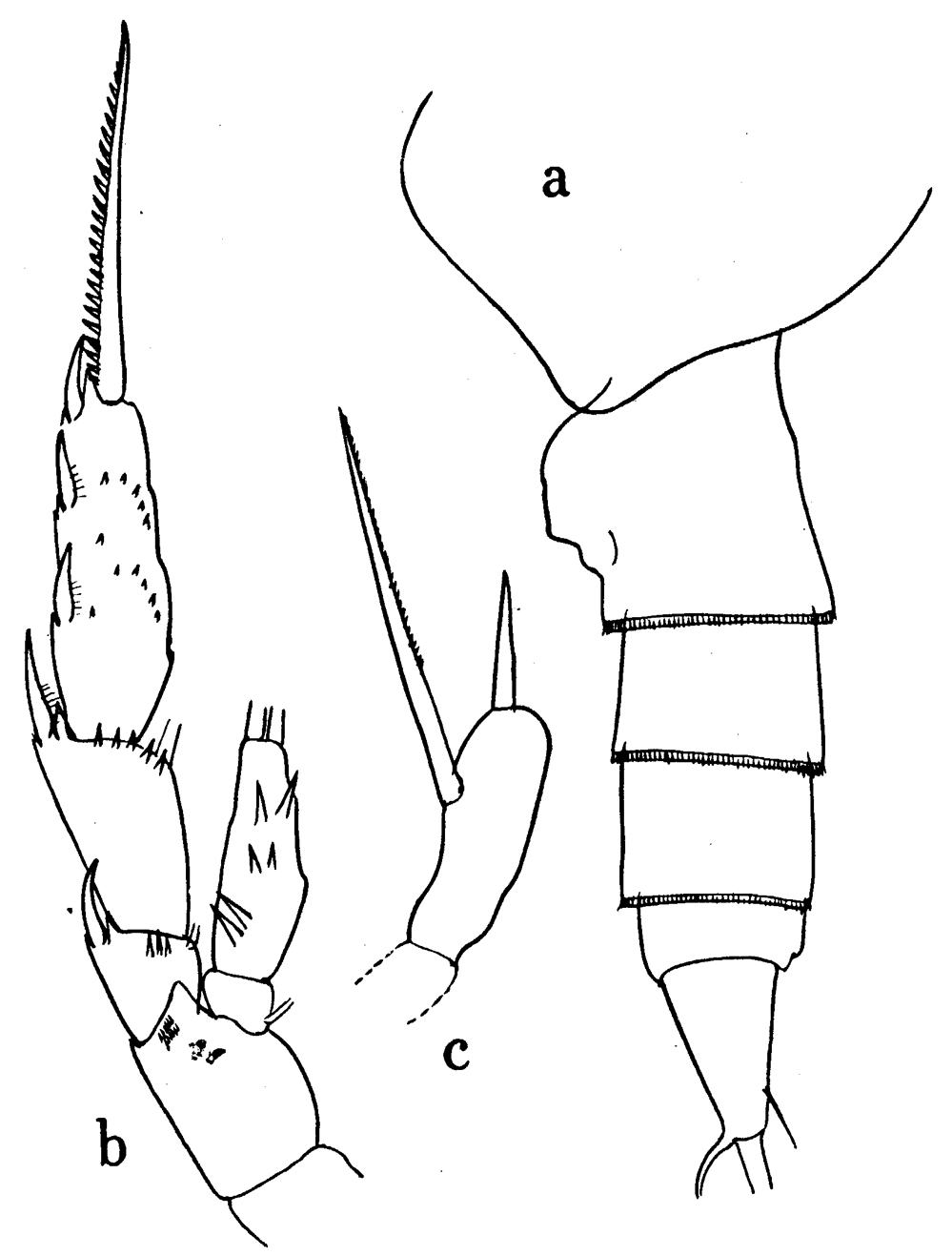 Espèce Scaphocalanus longifurca - Planche 6 de figures morphologiques