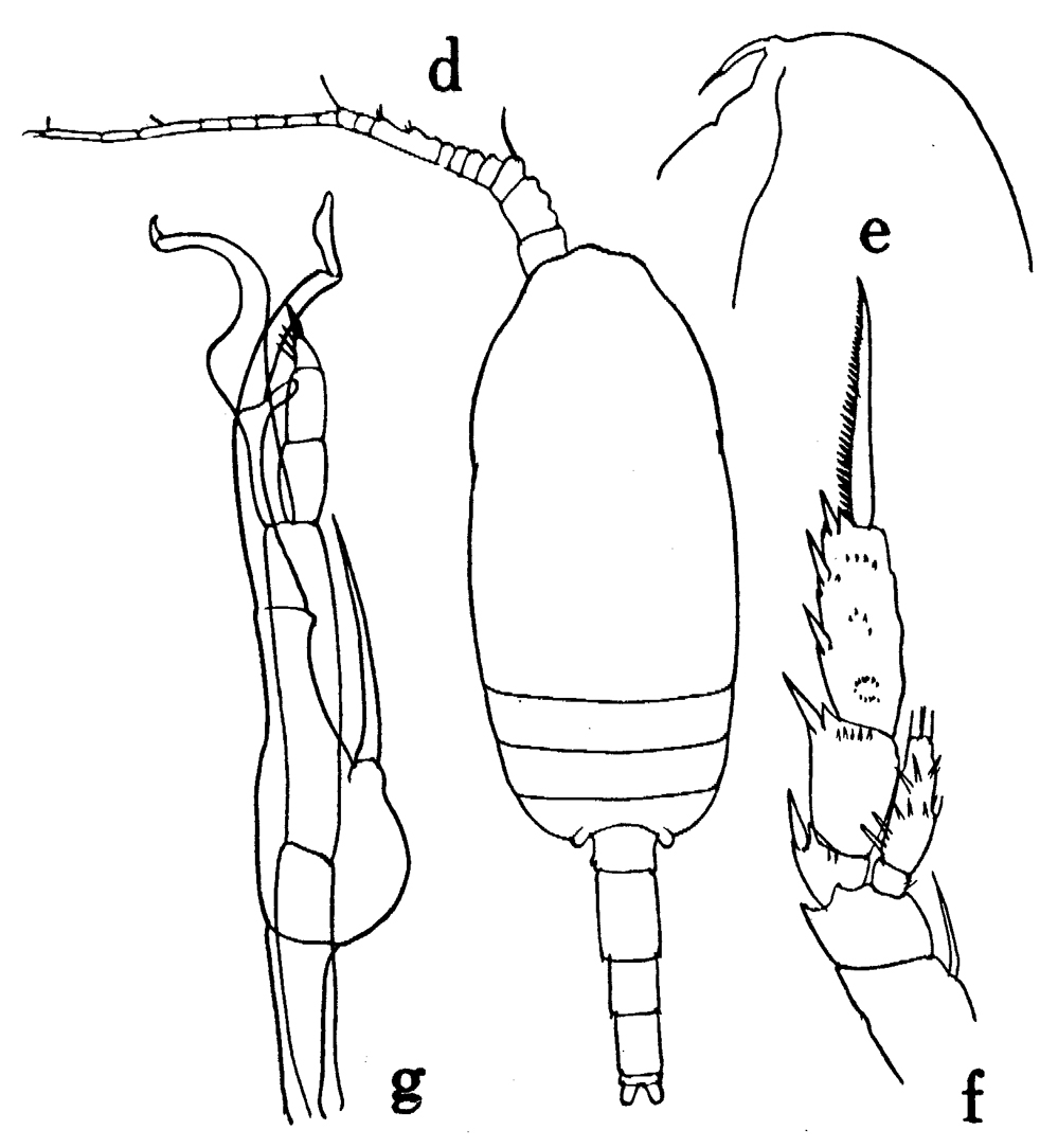 Espèce Scaphocalanus longifurca - Planche 7 de figures morphologiques