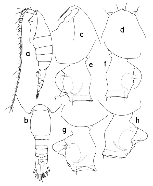 Espce Heterorhabdus prolixus - Planche 1 de figures morphologiques