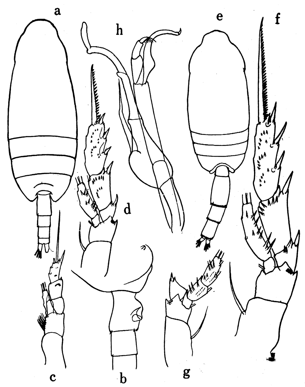 Espèce Scaphocalanus curtus - Planche 11 de figures morphologiques