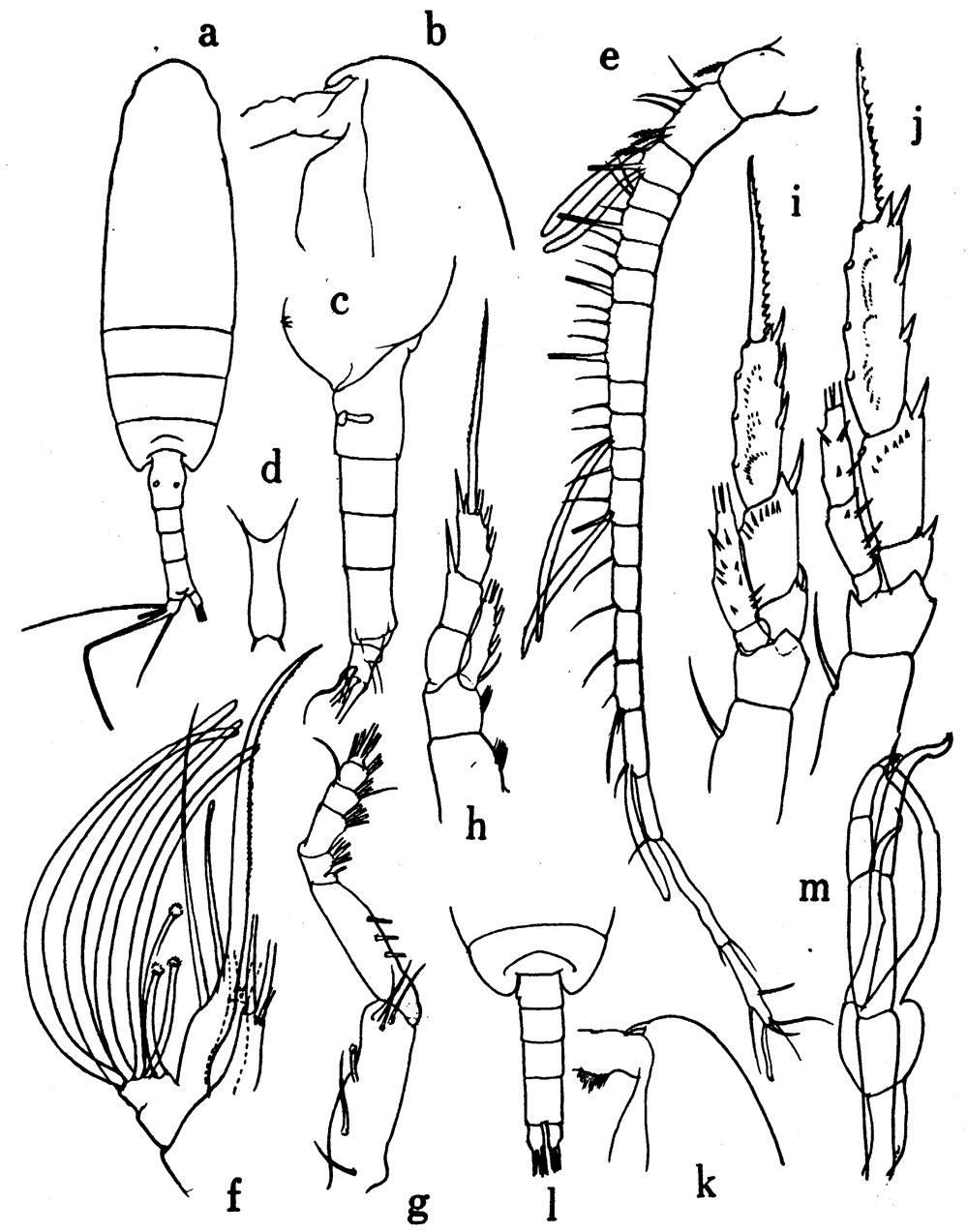 Espèce Racovitzanus levis - Planche 2 de figures morphologiques