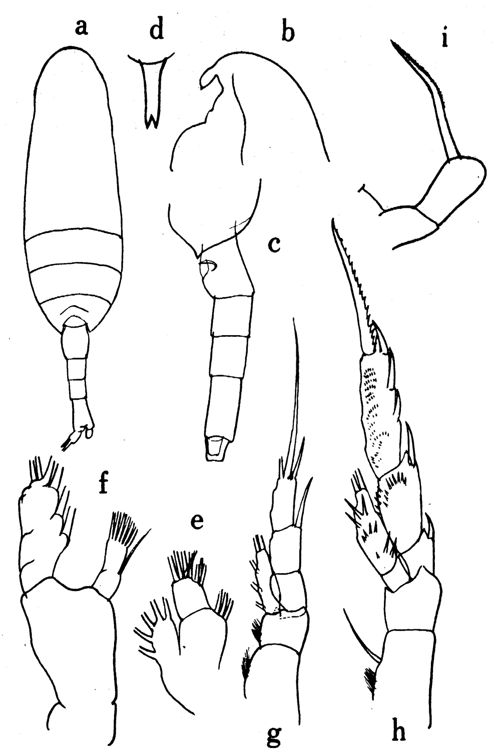 Espce Scolecithrix porrecta - Planche 1 de figures morphologiques