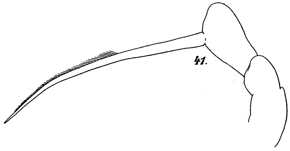 Espce Scolecithrix porrecta - Planche 3 de figures morphologiques