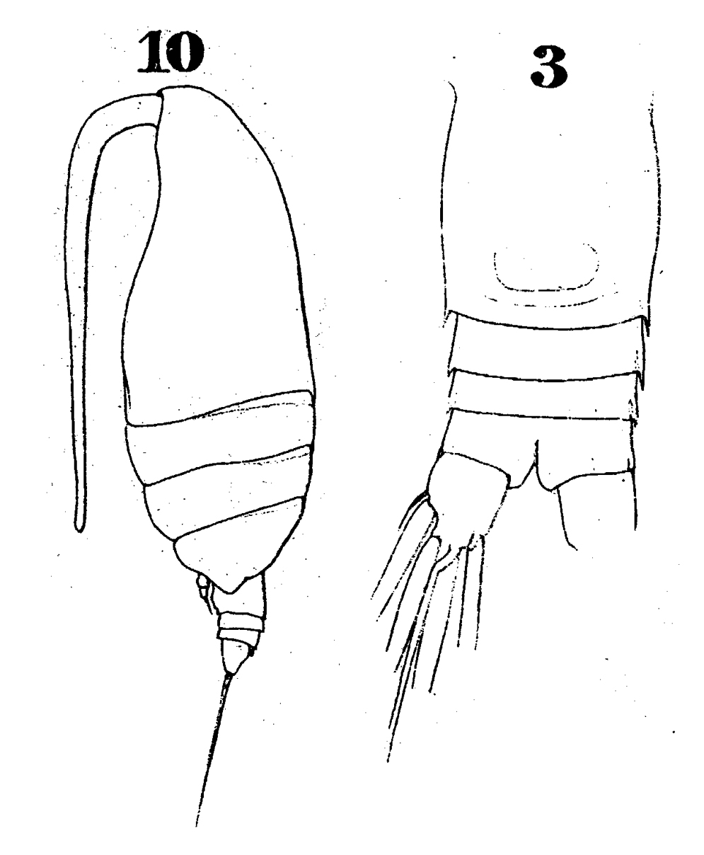 Espèce Archescolecithrix auropecten - Planche 12 de figures morphologiques