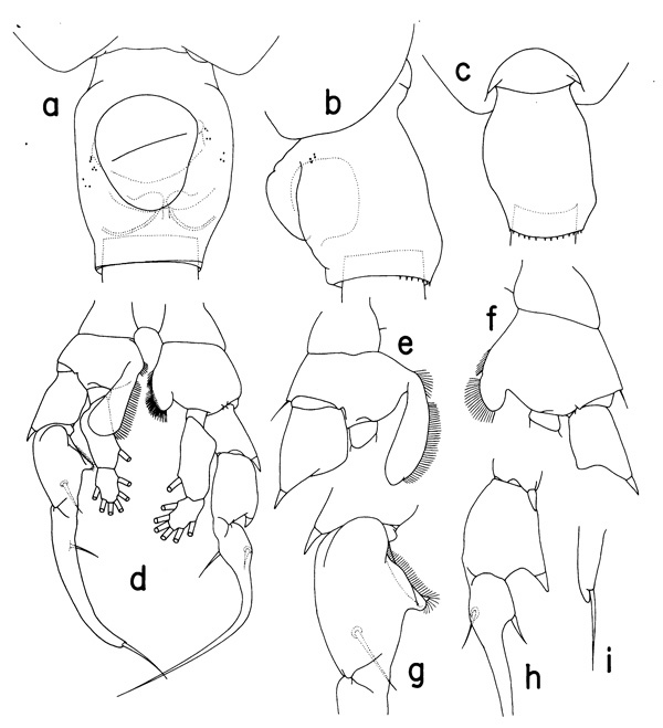 Species Heterorhabdus prolixus - Plate 2 of morphological figures