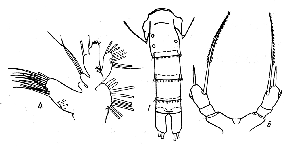 Espce Scaphocalanus acutocornis - Planche 2 de figures morphologiques
