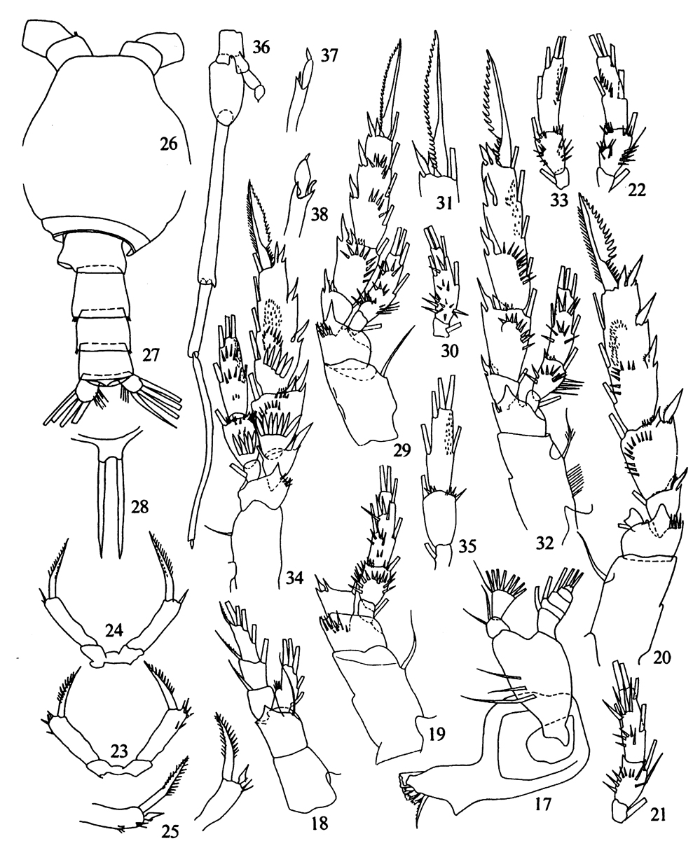 Espce Scolecitrichopsis tenuipes - Planche 6 de figures morphologiques