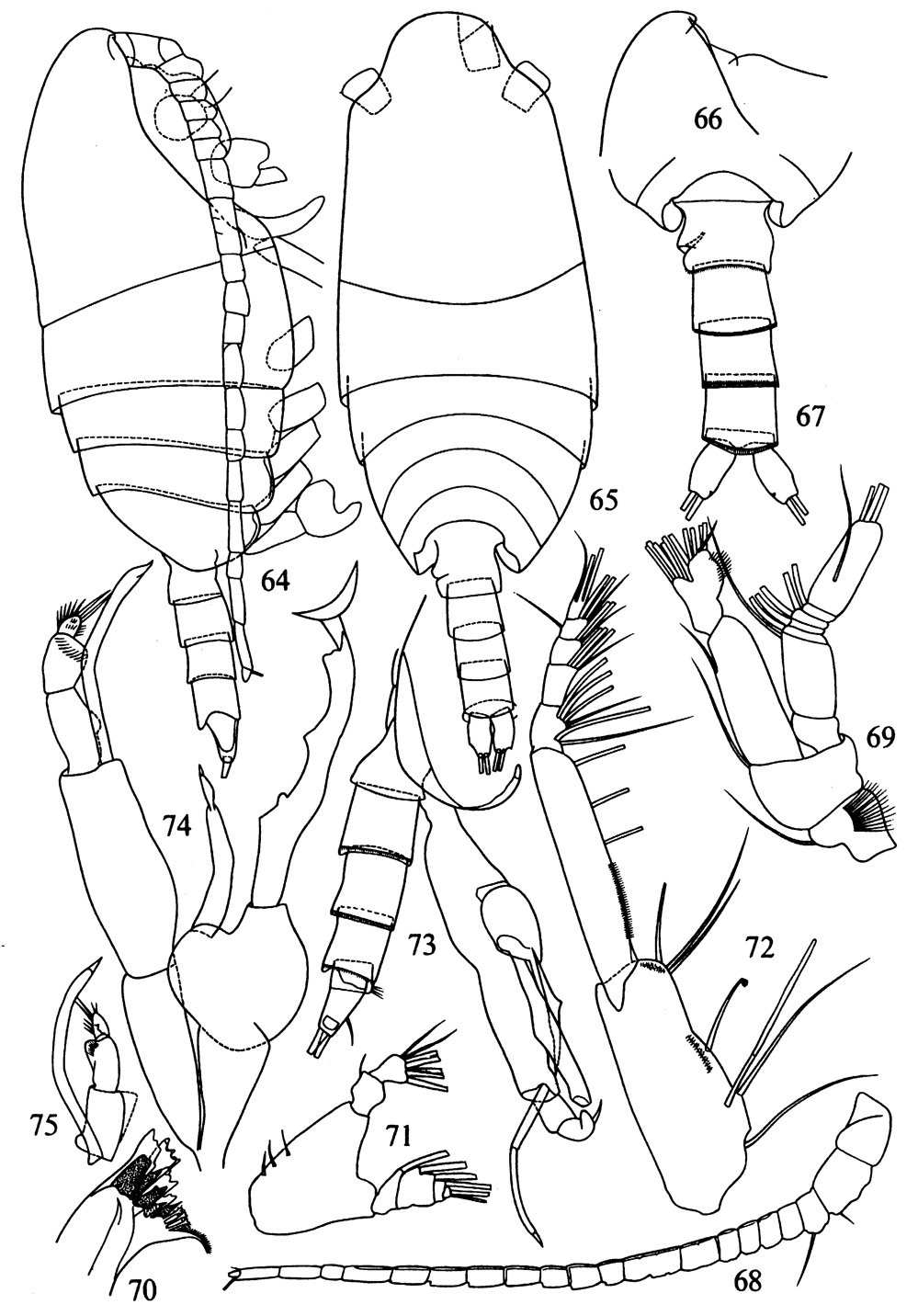 Espèce Parascaphocalanus zenkevitchi - Planche 3 de figures morphologiques