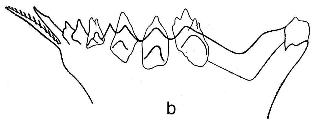 Espce Calanus euxinus - Planche 2 de figures morphologiques