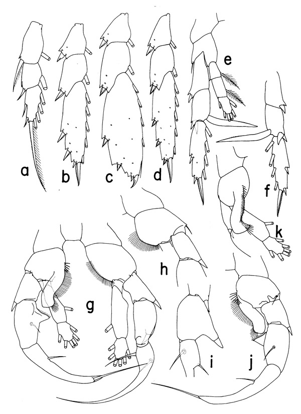 Espce Heterorhabdus habrosomus - Planche 2 de figures morphologiques