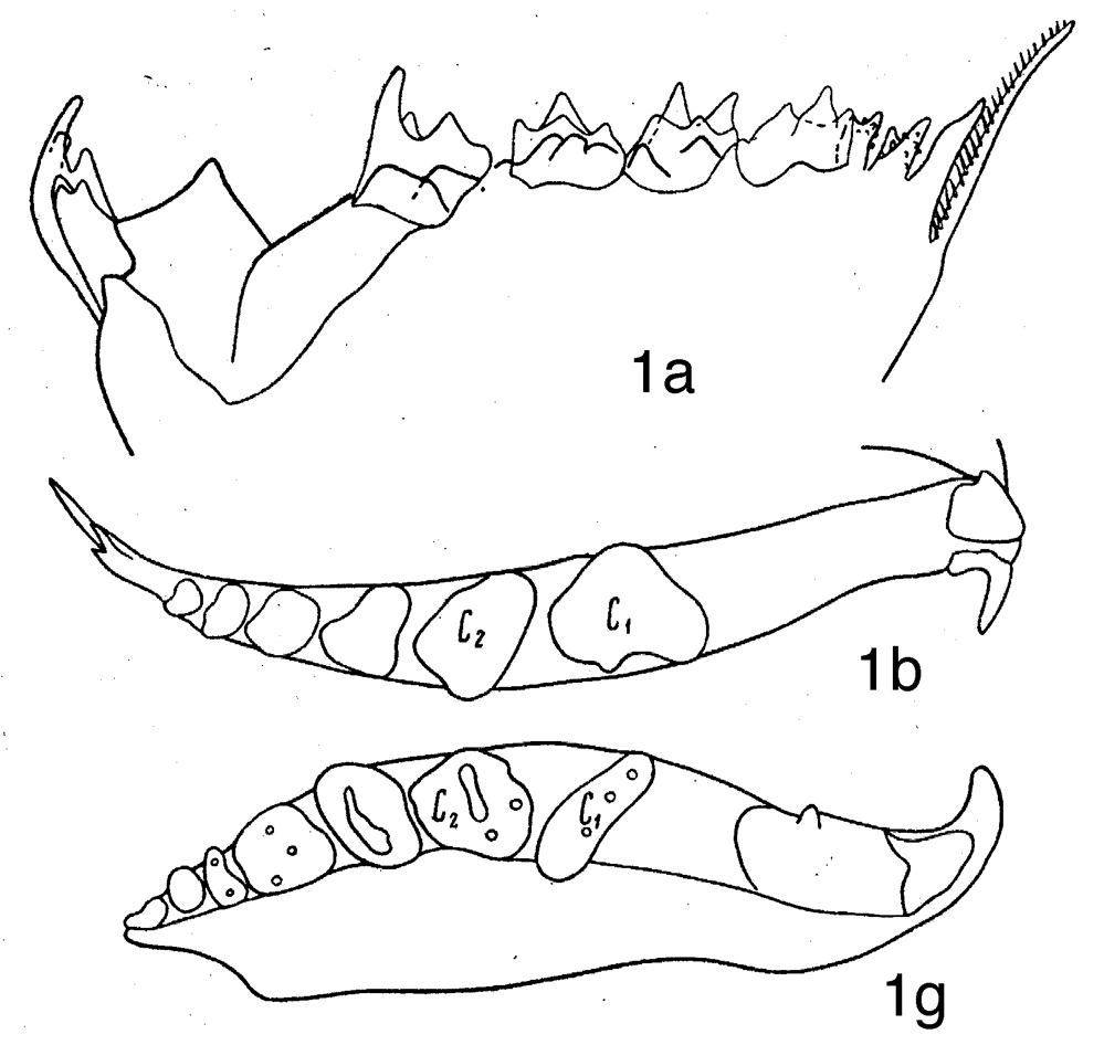 Espce Calanus hyperboreus - Planche 4 de figures morphologiques