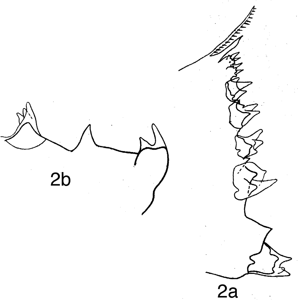 Espce Calanus glacialis - Planche 13 de figures morphologiques