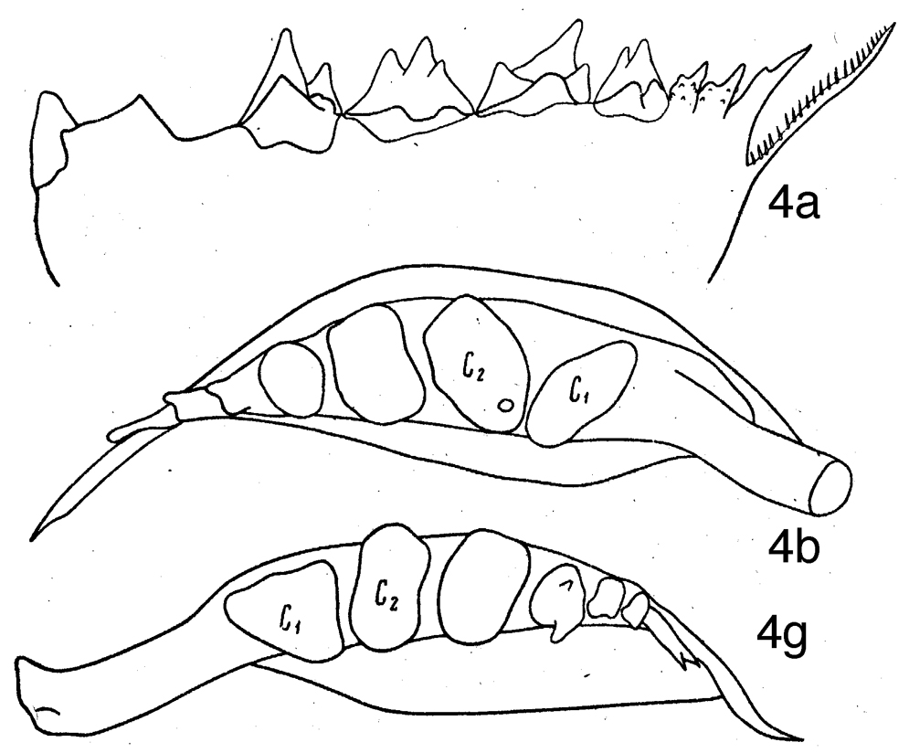 Species Calanoides acutus - Plate 13 of morphological figures