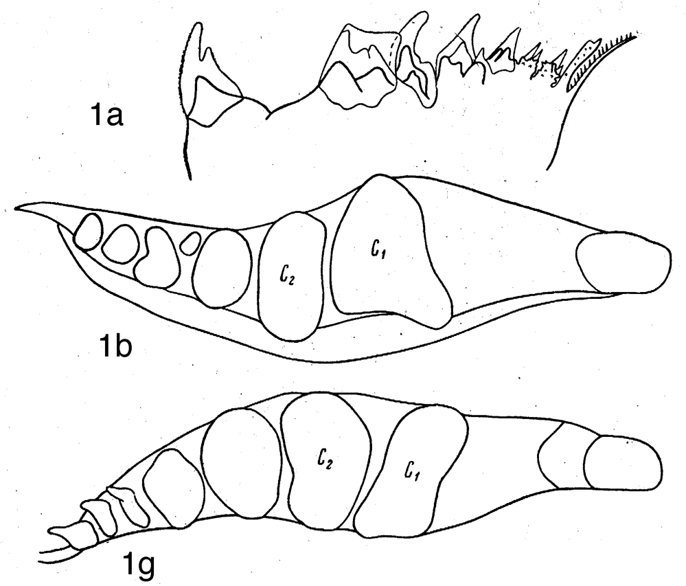 Espèce Neocalanus robustior - Planche 13 de figures morphologiques