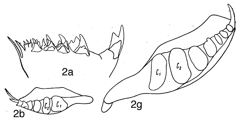 Espèce Neocalanus gracilis - Planche 16 de figures morphologiques