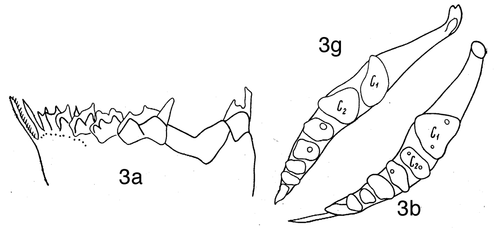 Espèce Neocalanus tonsus - Planche 15 de figures morphologiques