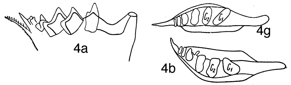 Espèce Nannocalanus minor - Planche 15 de figures morphologiques
