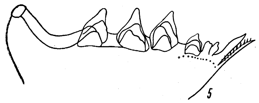 Espèce Calanoides patagoniensis - Planche 7 de figures morphologiques
