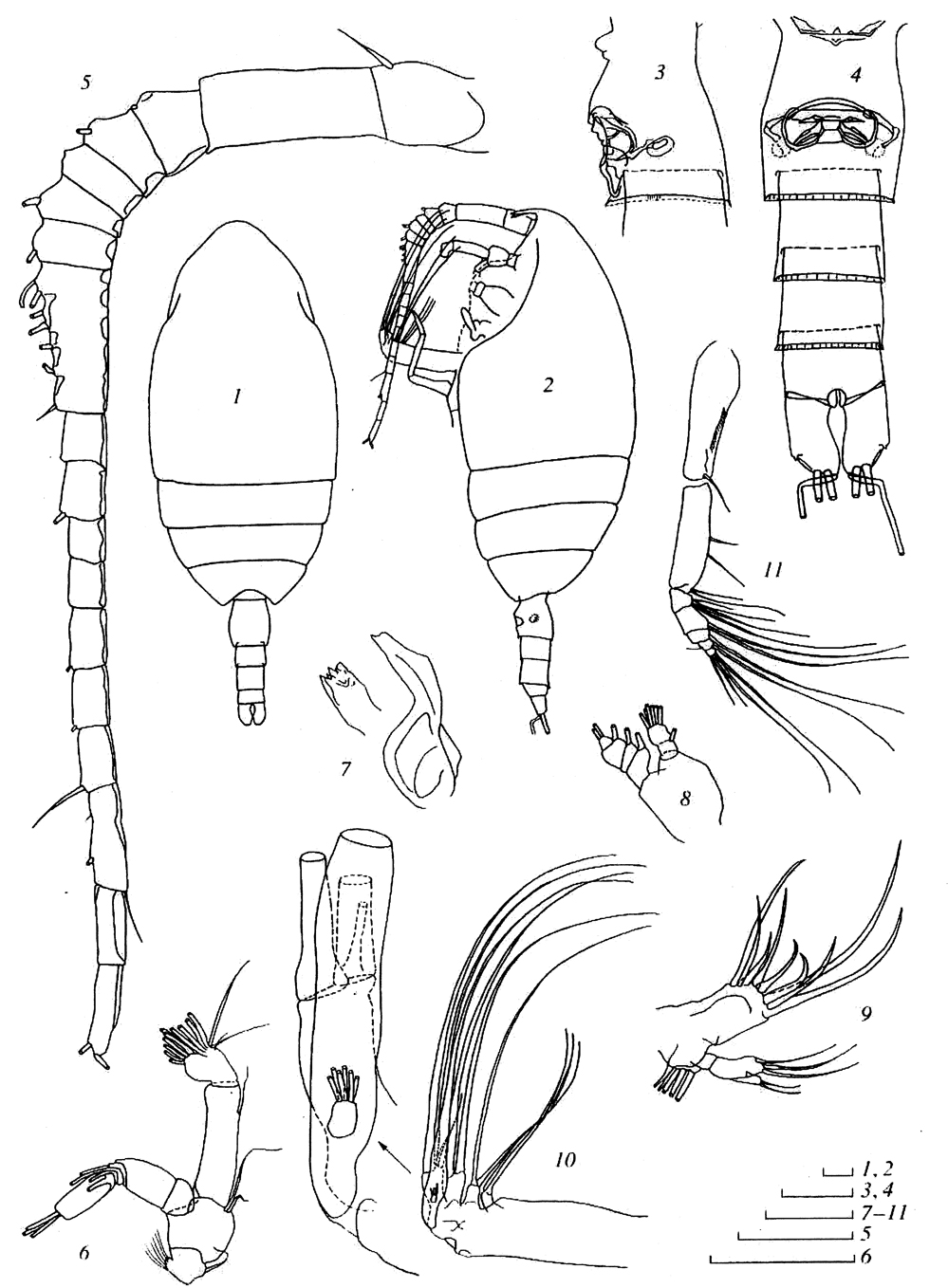 Espce Bradfordiella kurchatovi - Planche 1 de figures morphologiques
