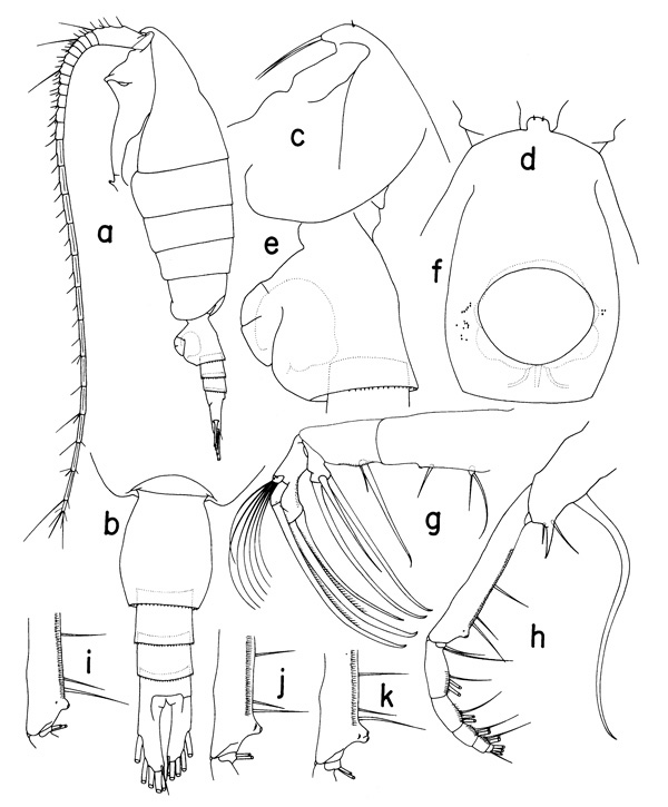 Species Heterorhabdus egregius - Plate 1 of morphological figures