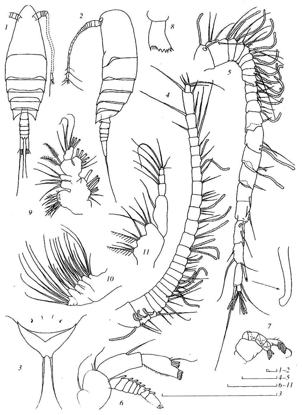 Espèce Miheptneria abyssalis - Planche 1 de figures morphologiques