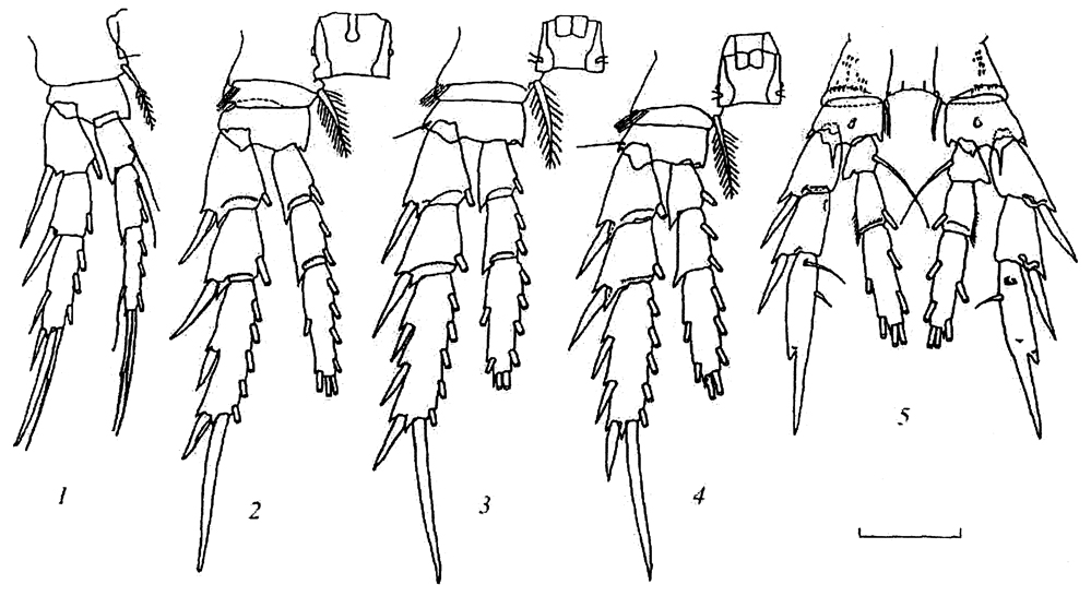 Espèce Miheptneria abyssalis - Planche 2 de figures morphologiques
