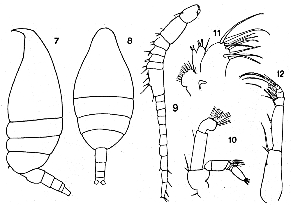 Species Bradfordiella fowleri - Plate 3 of morphological figures