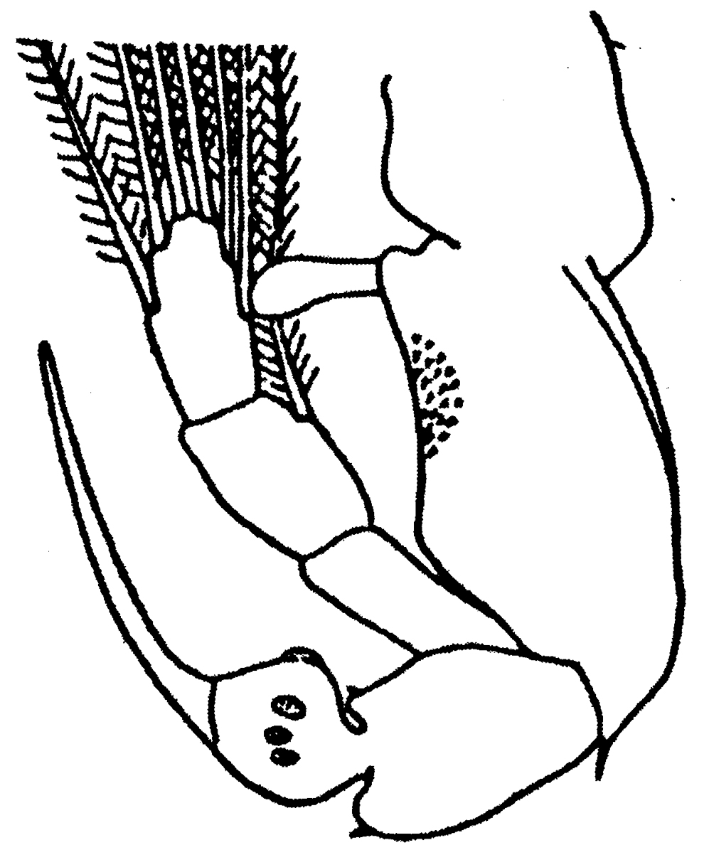 Espce Sinocalanus doerrii - Planche 3 de figures morphologiques