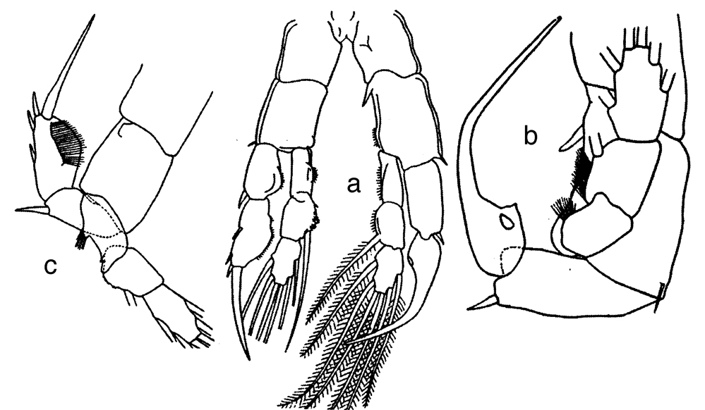 Espce Sinocalanus sinensis - Planche 5 de figures morphologiques