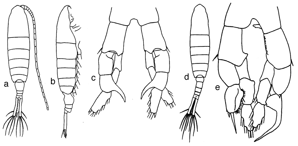 Espce Sinocalanus tenellus - Planche 1 de figures morphologiques