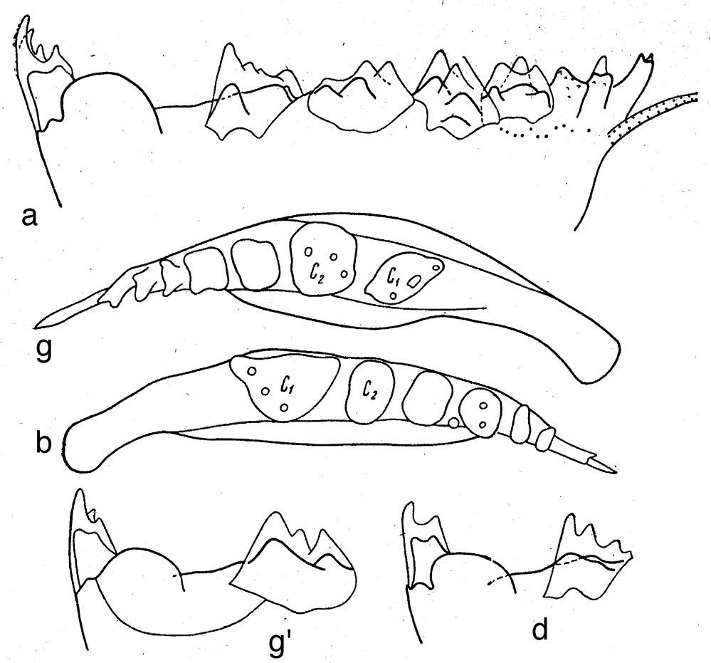 Species Neocalanus plumchrus - Plate 26 of morphological figures