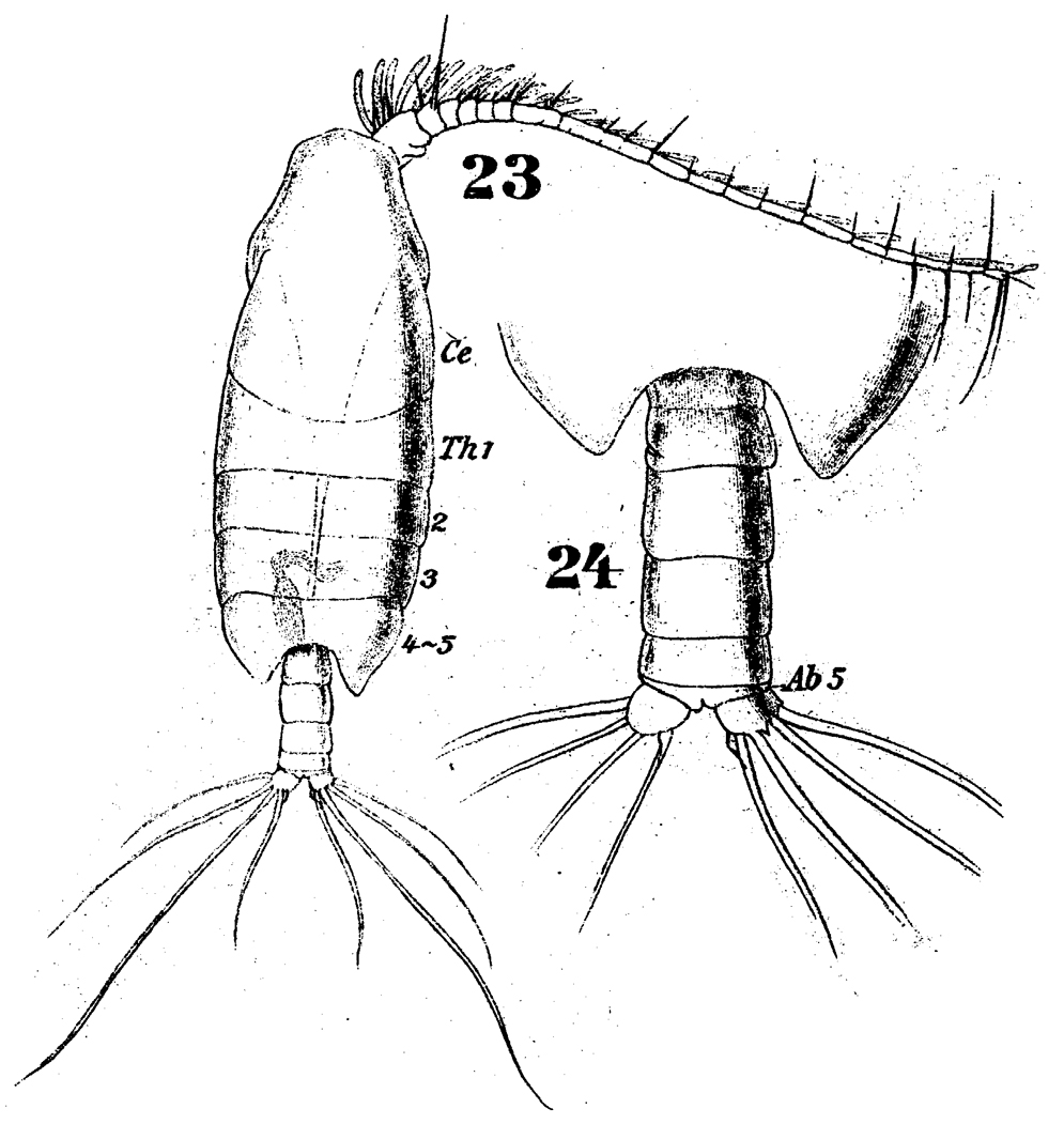 Species Xanthocalanus agilis - Plate 5 of morphological figures