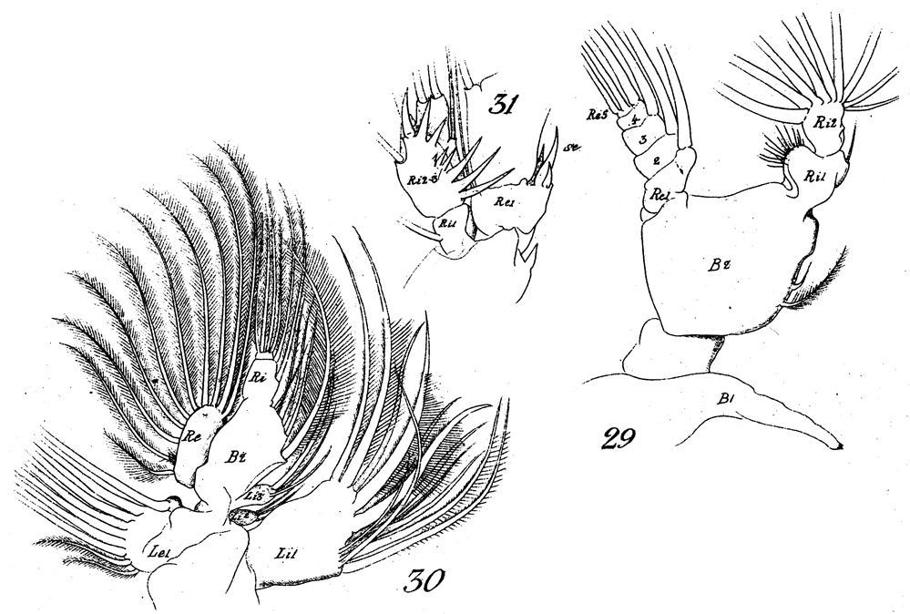 Espèce Xanthocalanus agilis - Planche 8 de figures morphologiques