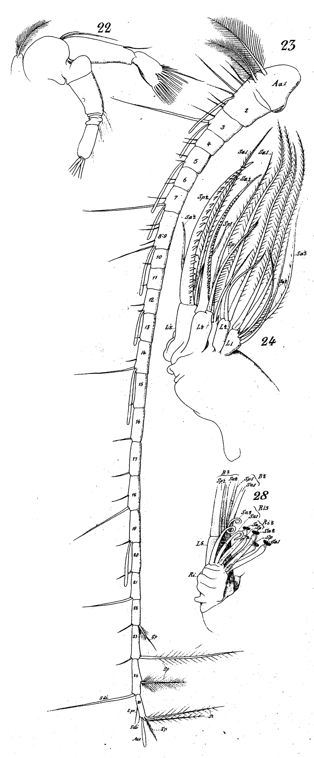 Espèce Xanthocalanus agilis - Planche 3 de figures morphologiques
