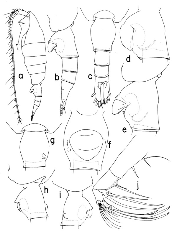 Species Heterorhabdus fistulosus - Plate 1 of morphological figures