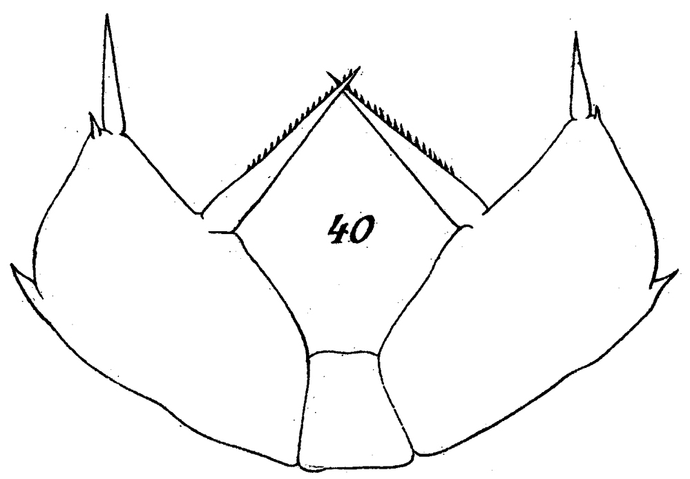 Espèce Scolecithricella abyssalis - Planche 9 de figures morphologiques
