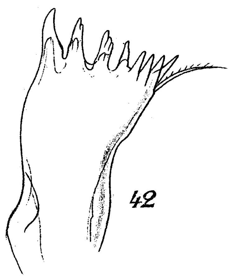 Espèce Spinocalanus abyssalis - Planche 8 de figures morphologiques
