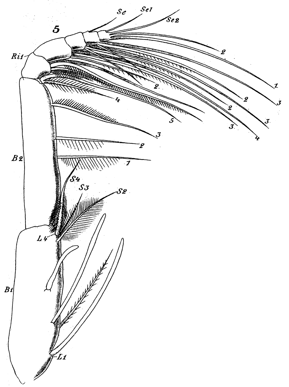 Espèce Scolecithricella profunda - Planche 9 de figures morphologiques