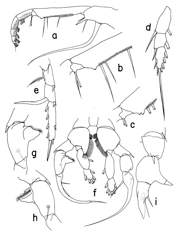 Species Heterorhabdus fistulosus - Plate 2 of morphological figures