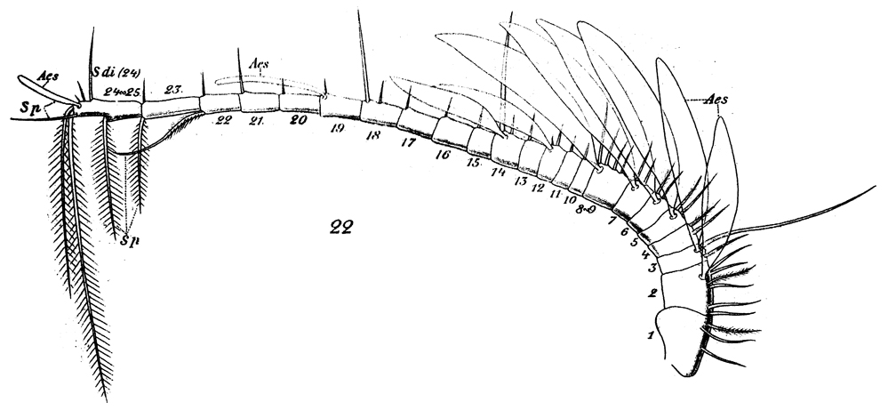 Espèce Archescolecithrix auropecten - Planche 15 de figures morphologiques