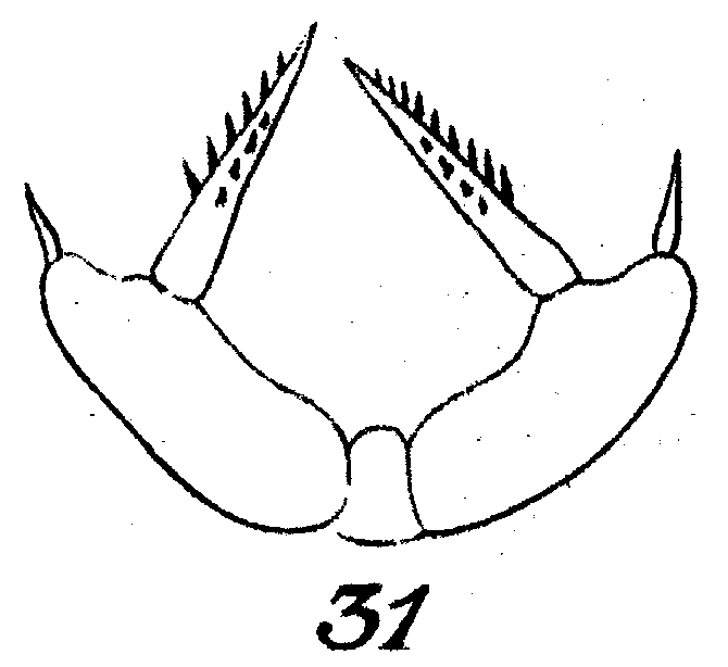 Species Scolecithricella marginata - Plate 2 of morphological figures